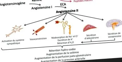 renin-angiotenzin