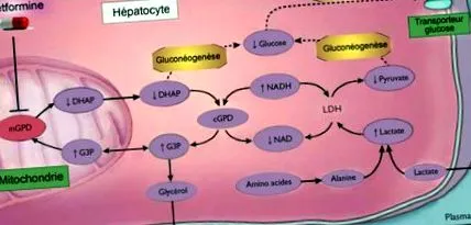 metformin
