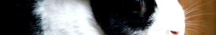 hogyan