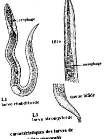 strongyloid nyelőcső