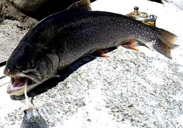 Salvelinus alpinus