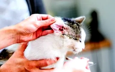 otitis