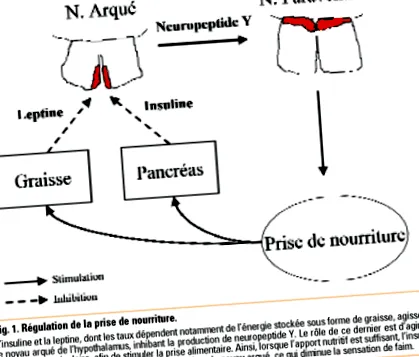 creier