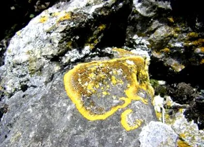 Cladonia rangiferina изключителната rangiferina изключителната
