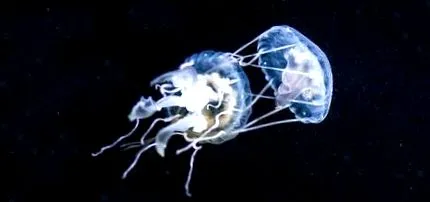meduze pelagia