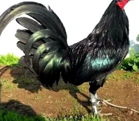kakasok