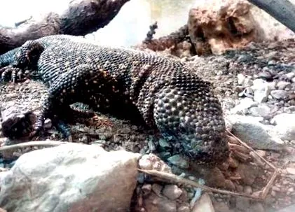 mesaspis