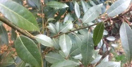 laurel