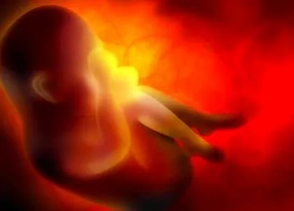 placenta