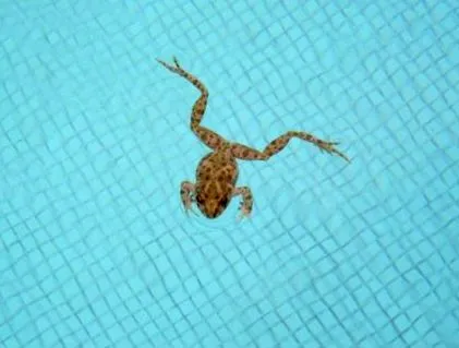 marinal piscines