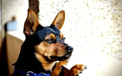 pinscher információk