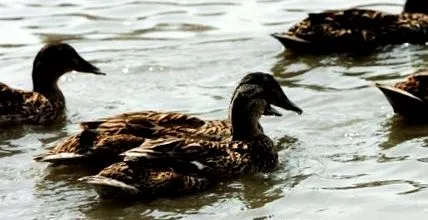 kacsát
