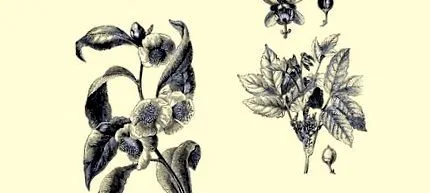 plante