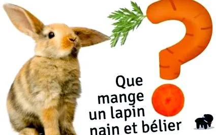 törpe törpe