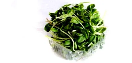 rucola