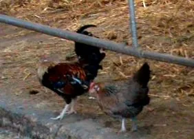 găinilor