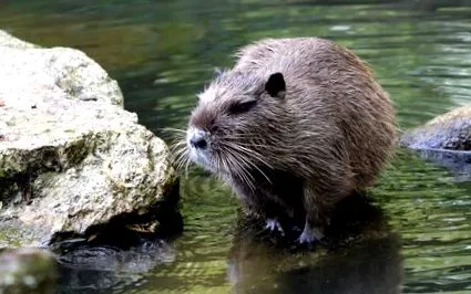 nutria