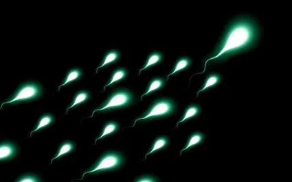 spermiumok