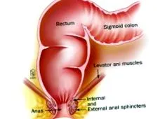 anus anus