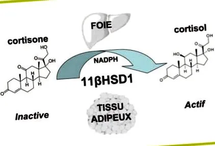 riscul metabolic
