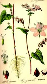 hajdina