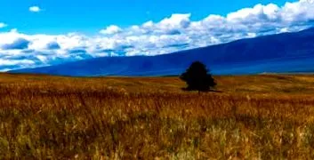 siberian terapeutic