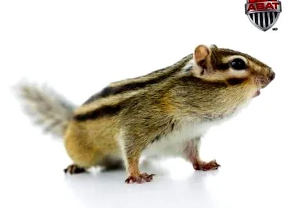 csíkos
