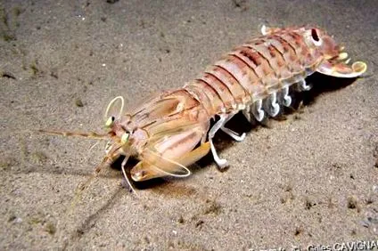 squilla