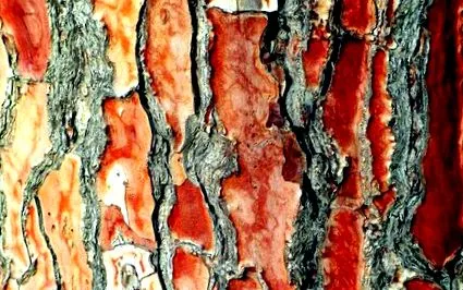 psoriazisul plantele