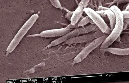 bacteriile
