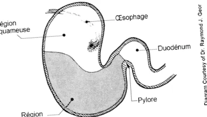 gyomor