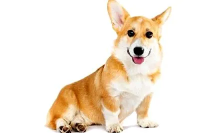caracter