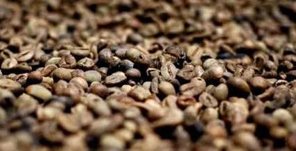 cafea