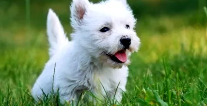 westie