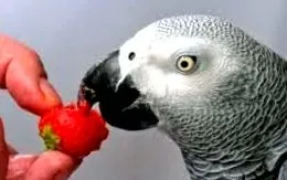 activități
