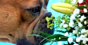 bulldogban bulldog