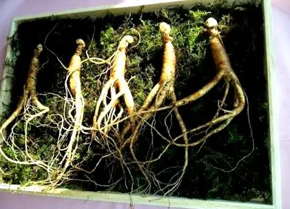 ginseng ginseng