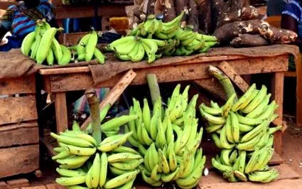 plantain