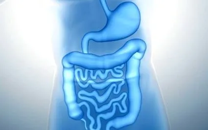 anatomia