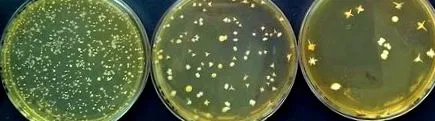 streptococcus
