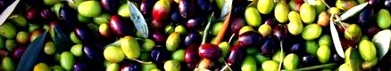 Alimentație sănătate
