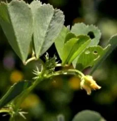 Medicago polymorpha