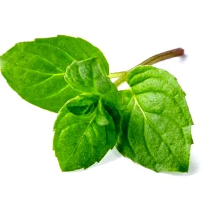 menta