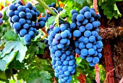 merlot