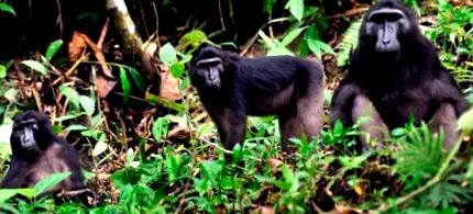 macaco
