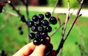 fructe