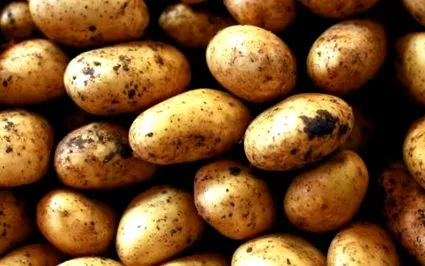 burgonyaallergia kell