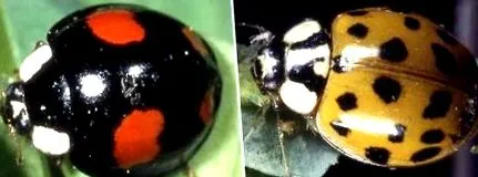 Harmonia axyridis