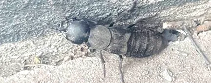 insectă arată