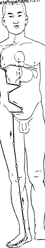 pancreasul